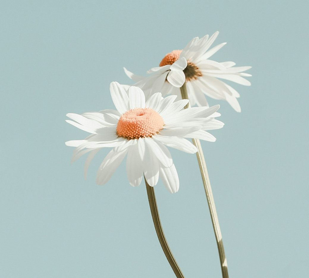 Margeriten Malerische Margeriten